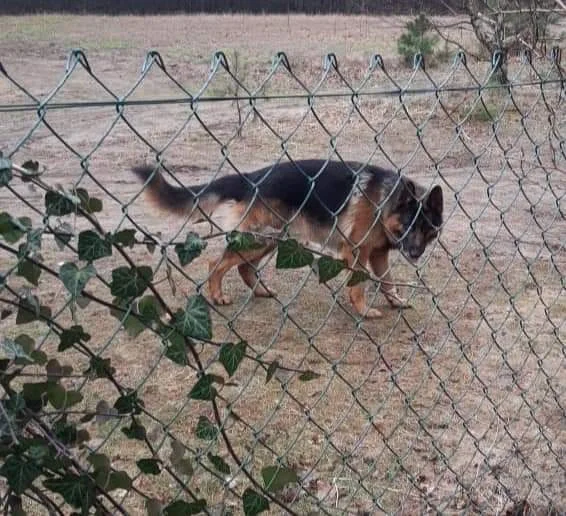 Pani Justyna brutalnie pogryziona przez psa. Rany są bardzo głębokie [zdjęcia] - Zdjęcie główne