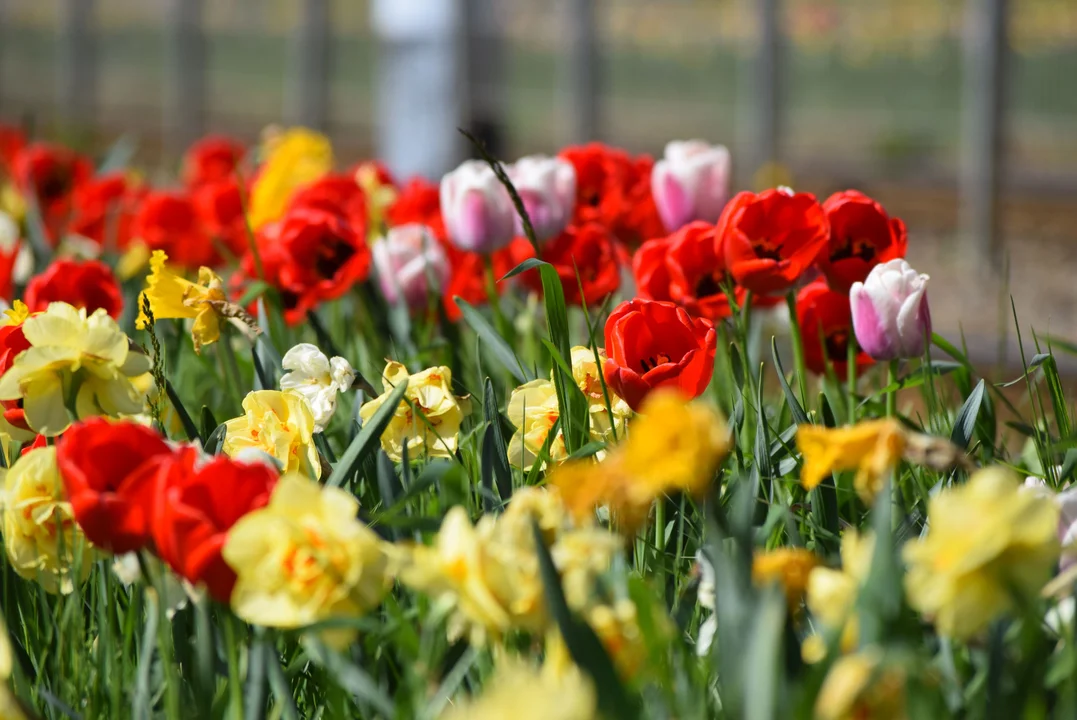 Tulipany na Bałutach