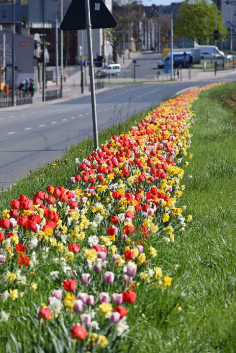 Tulipany na Bałutach