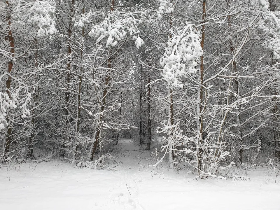 Śnieżna galeria ze Zgierza i Sokolnik-Lasu