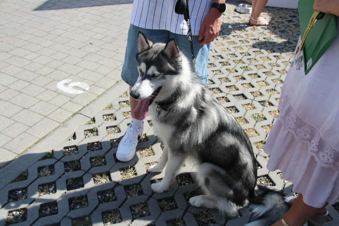 Animal Patrol świętuje swoje 8. urodziny