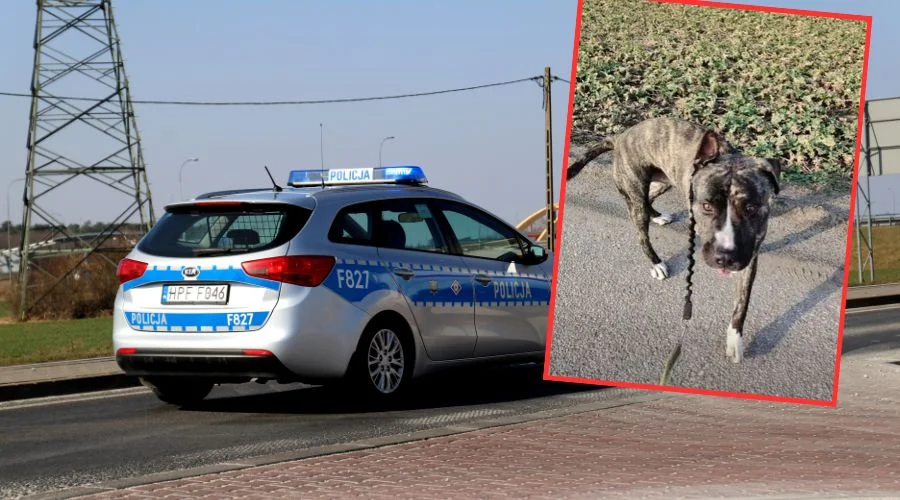 Policjanci znaleźli najlepsze rozwiązanie. Dzięki nim pies nie trafił do schroniska