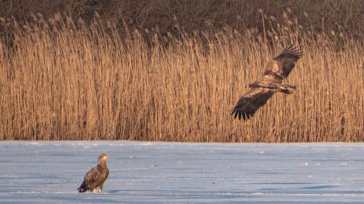 Bieliki nad jeziorem Lednica. Niezwykły spektakl natury w Wielkopolsce - Zdjęcie główne