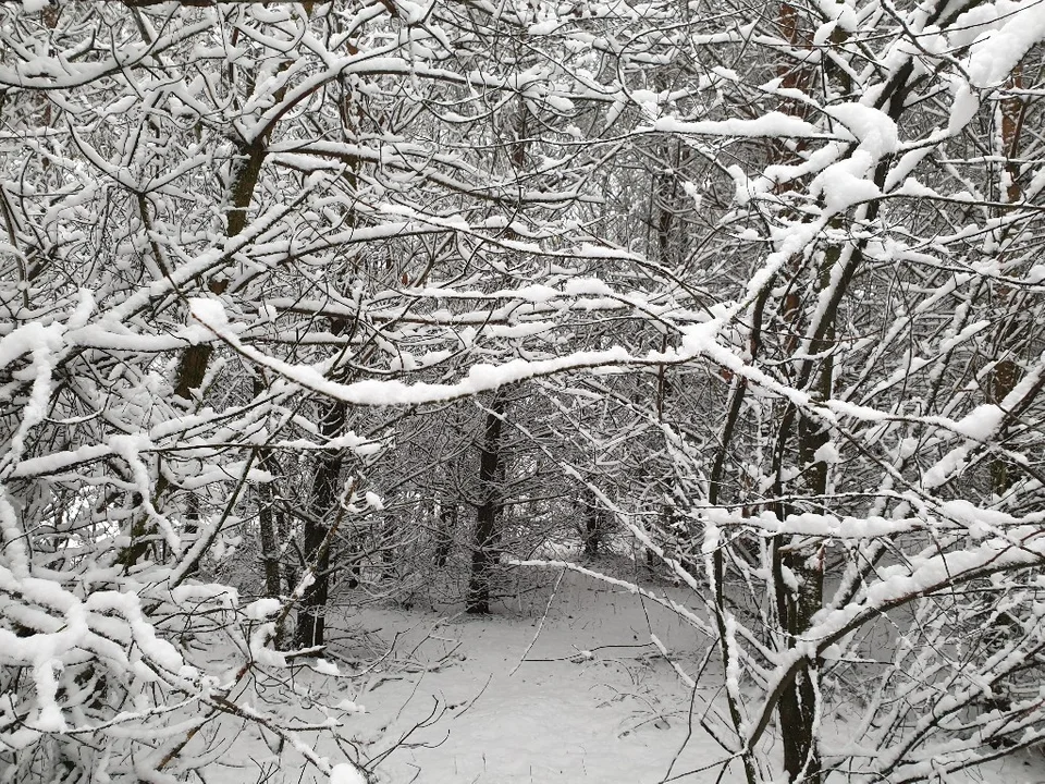 Śnieżna galeria ze Zgierza i Sokolnik-Lasu