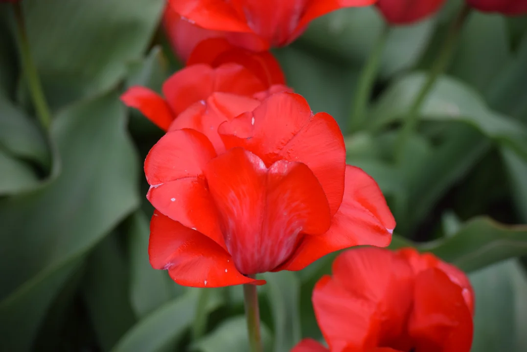 Tulipany w ogrodzie botanicznym