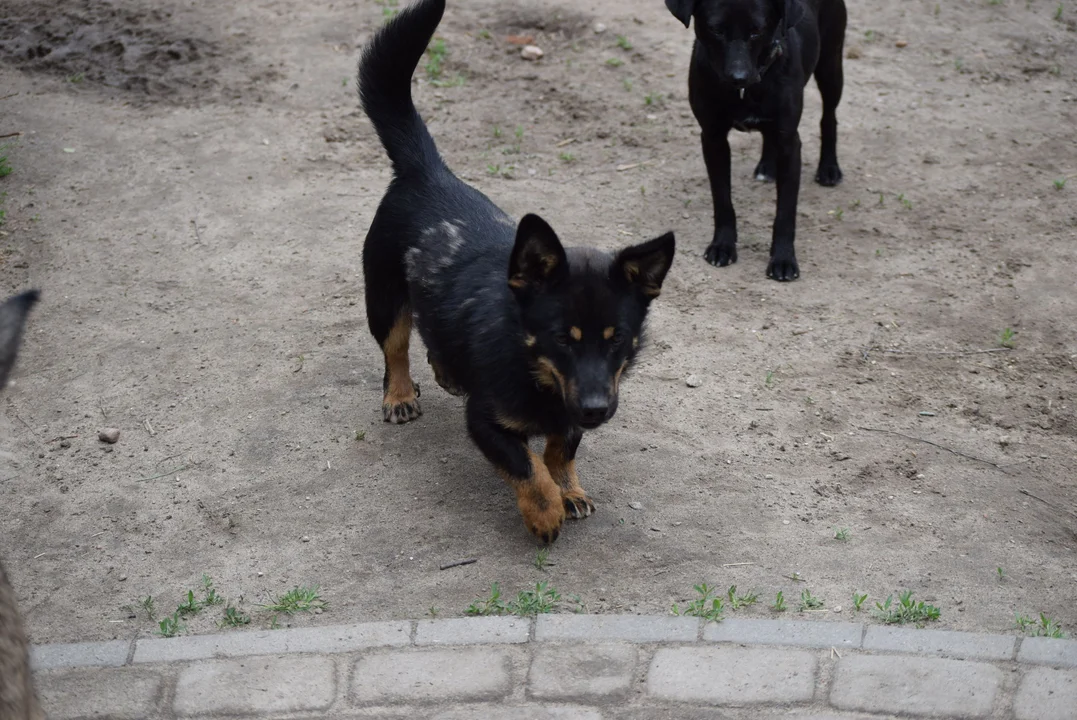 Zwierzęta czekają na adopcję