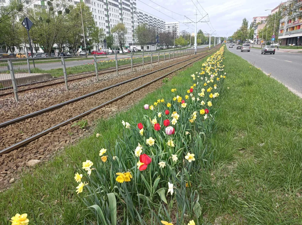 Tulipany na Balutach i w botaniku