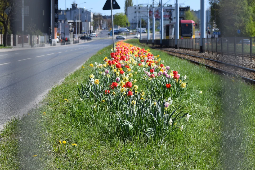 Tulipany na Bałutach