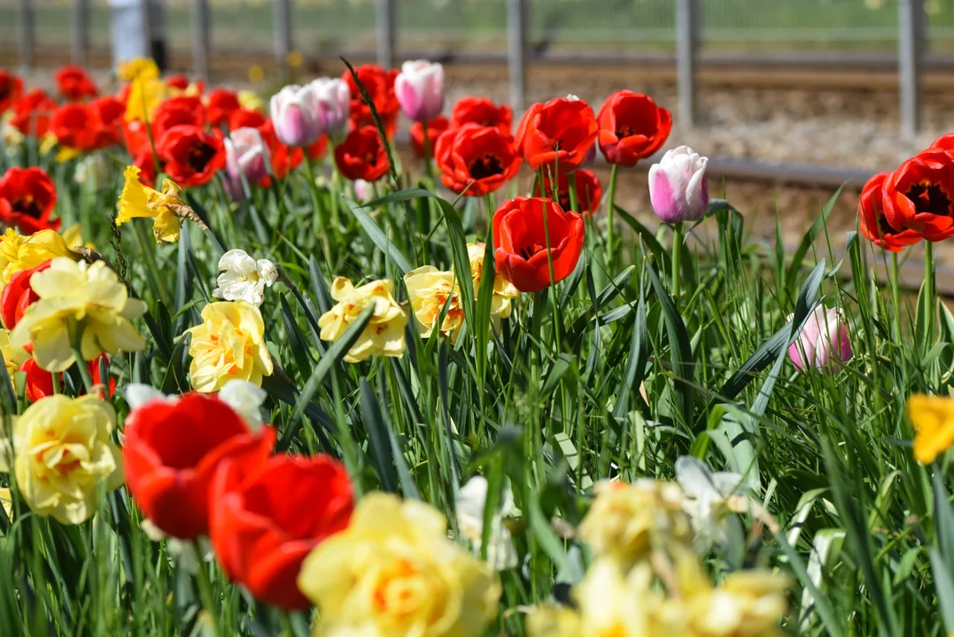 Tulipany na Bałutach