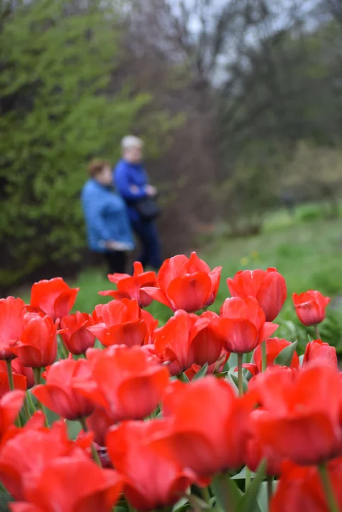 Tulipany w ogrodzie botanicznym