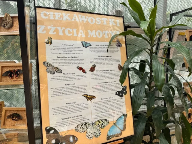 Motyle w palmiarni