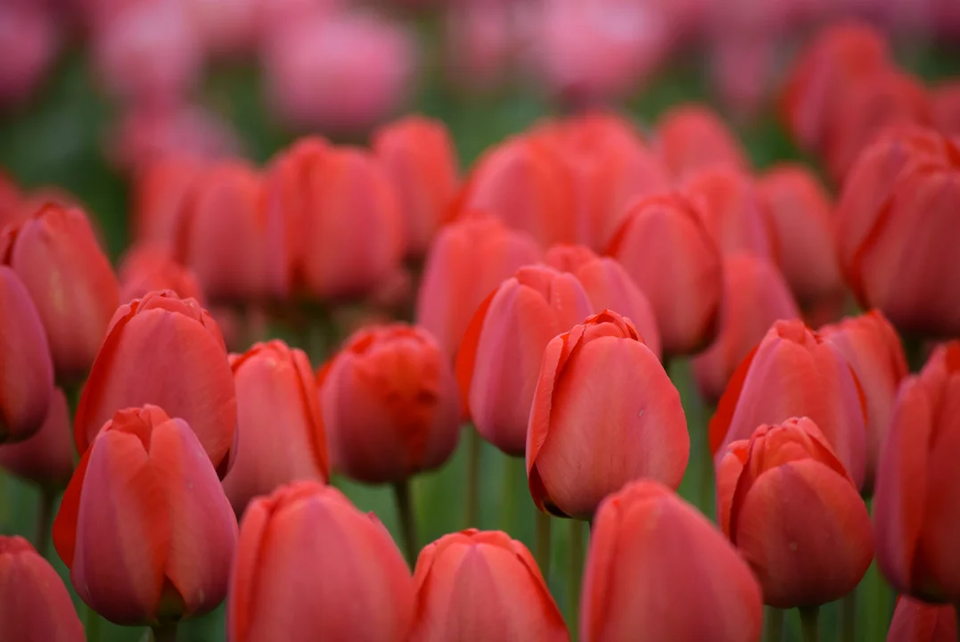 Tulipany w ogrodzie botanicznym