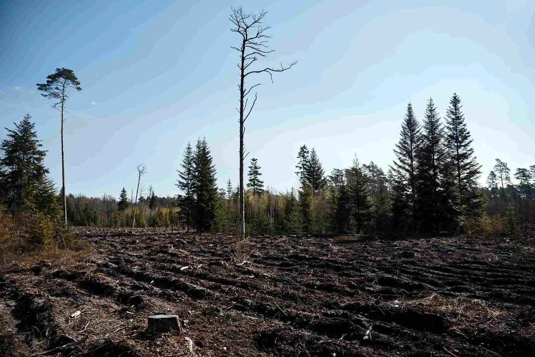 Nowy las wyrośnie pod Łodzią