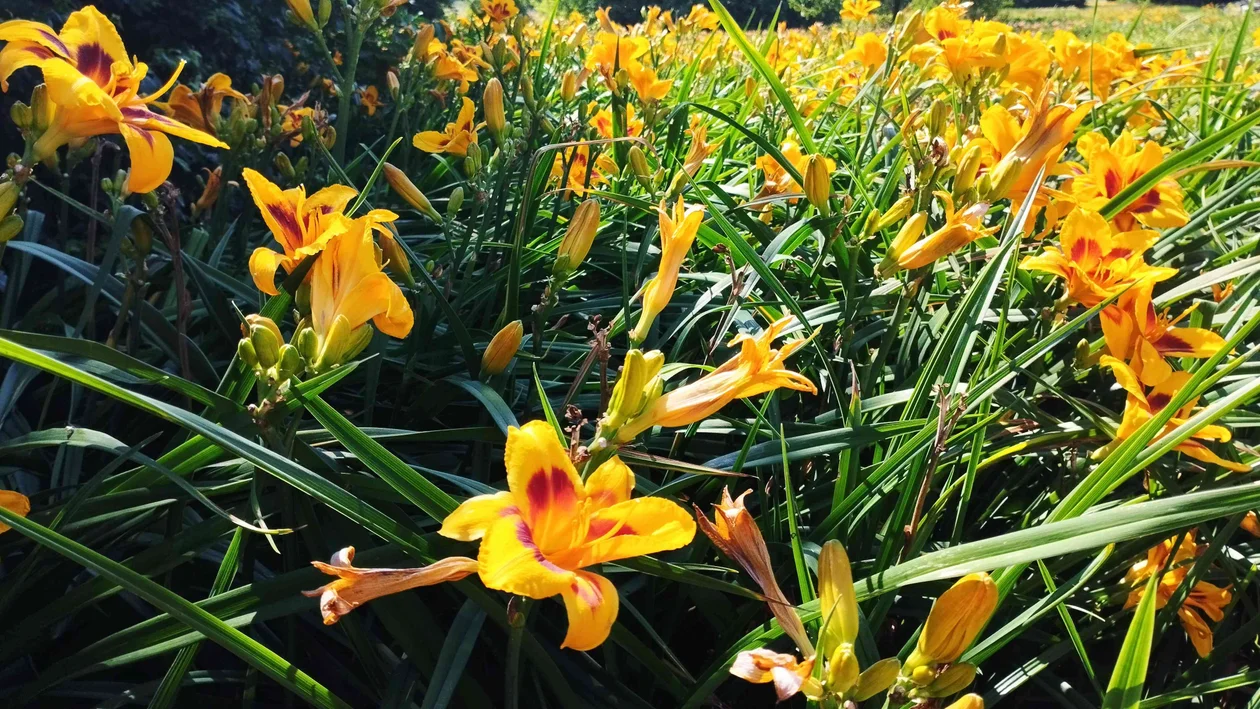 Liliowce w łódzkim Ogrodzie Botanicznym