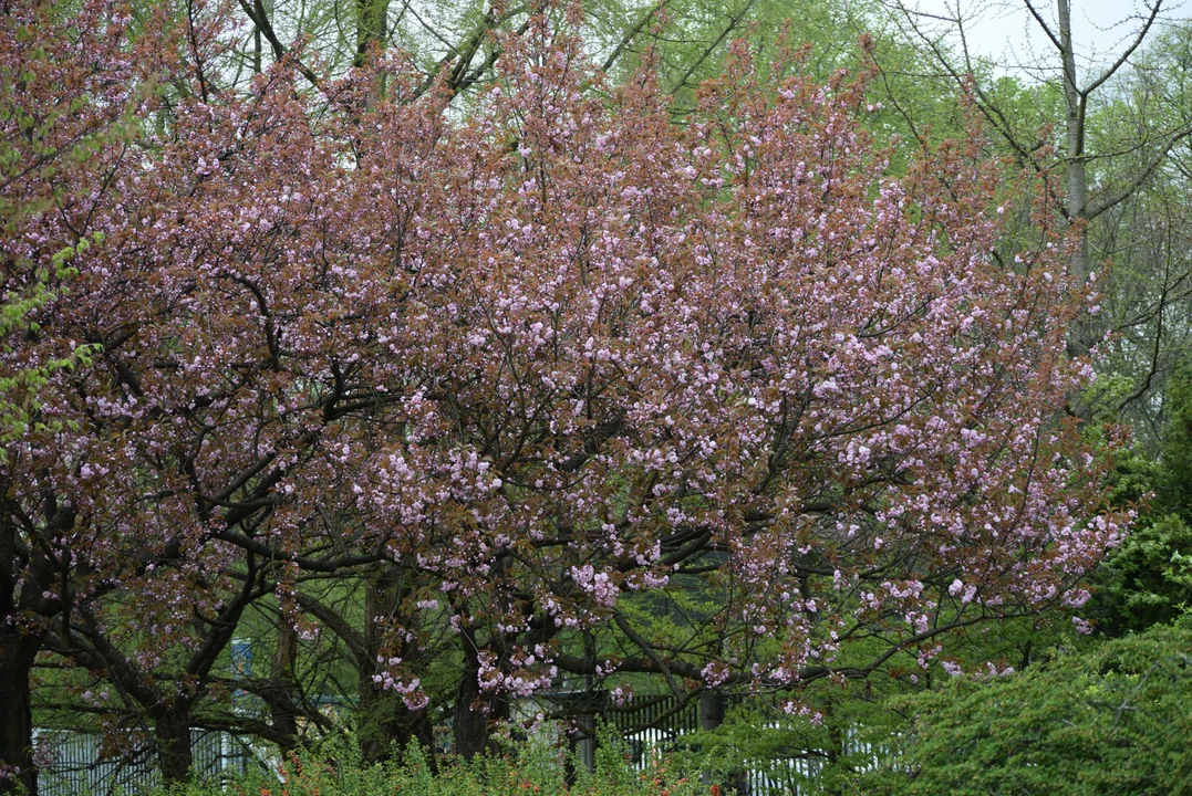 Tulipany w ogrodzie botanicznym