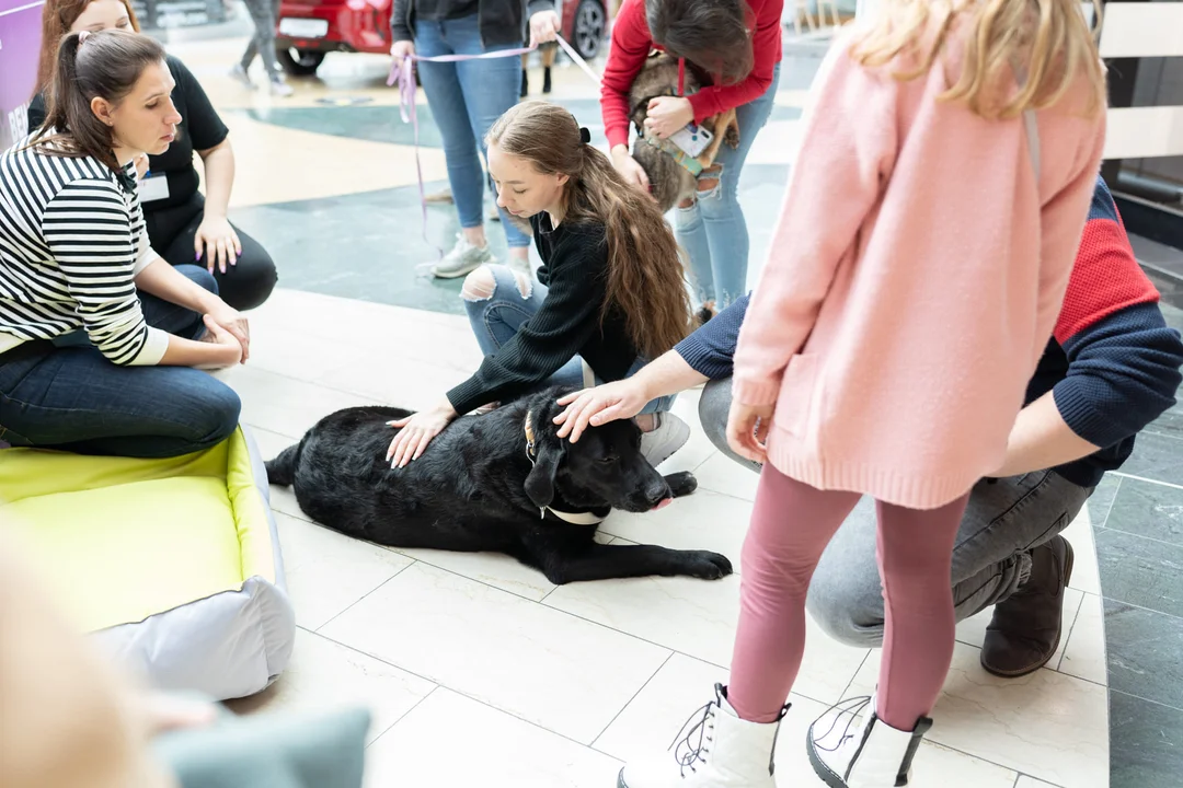 Dzień kundelka w Galerii Mazovia. Galerię odwiedziły psy ze schroniska, można było też uzyskać poradę [ZDJĘCIA] - Zdjęcie główne