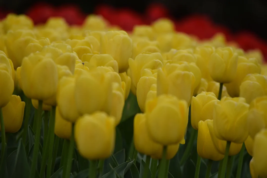 Tulipany w ogrodzie botanicznym