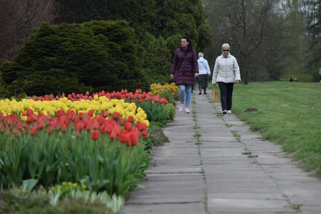 Tulipany w ogrodzie botanicznym