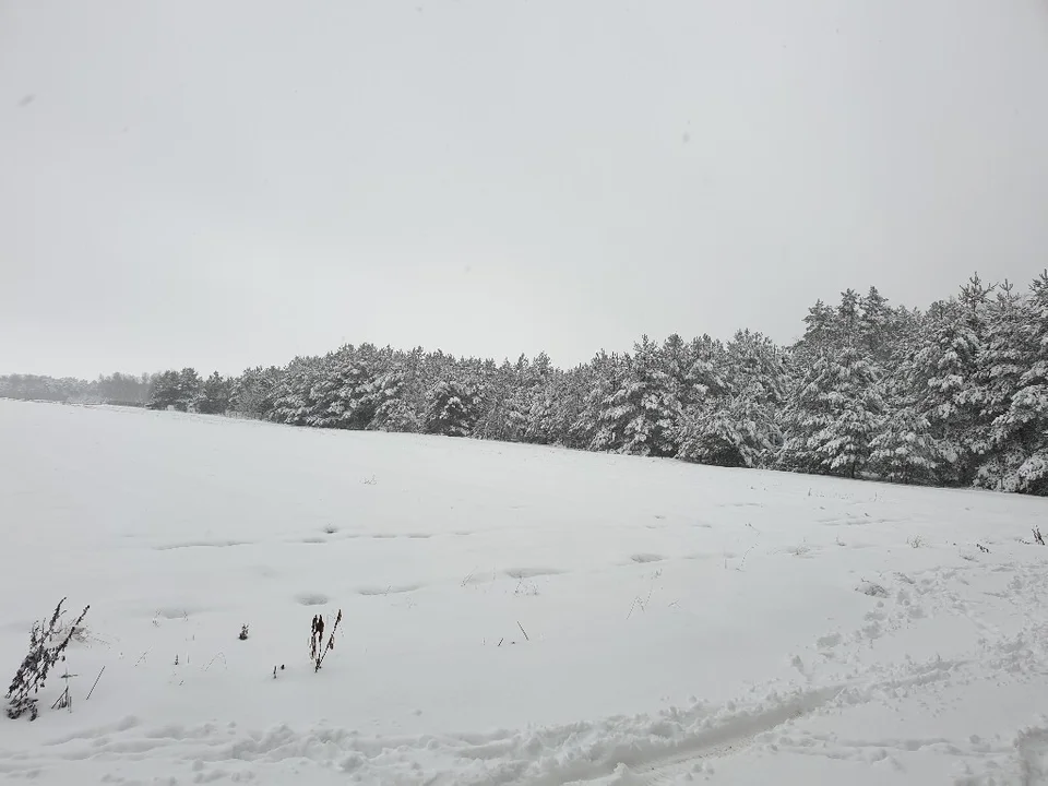 Śnieżna galeria ze Zgierza i Sokolnik-Lasu