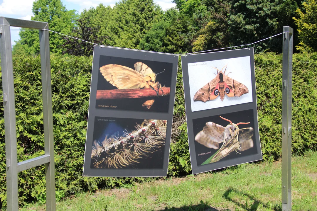 "Majówka w ogrodzie" - Ogród Botaniczny w Łodzi zaprasza na piknik rodzinny