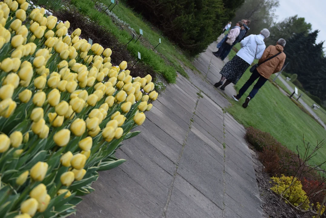 Tulipany w ogrodzie botanicznym