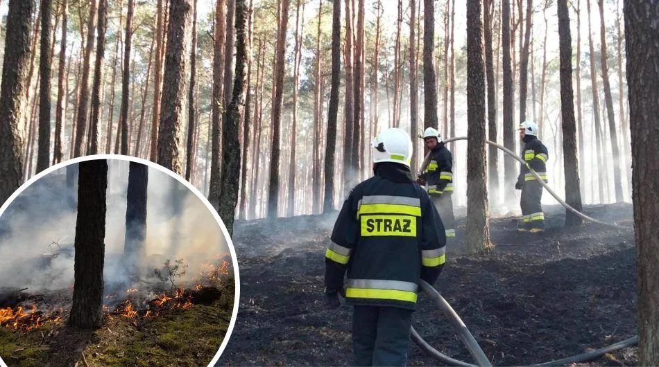 Kilkugodzinna akcja straży w gminie Zelów. Blisko 50 osób walczyło z pożarem [FOTO] - Zdjęcie główne