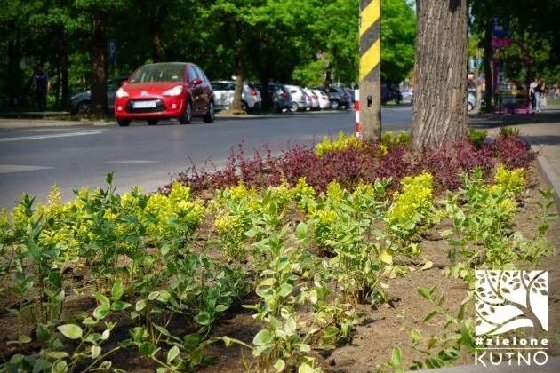 W Kutnie będzie więcej zieleni. Planują prace w centrum miasta [ZDJĘCIA] - Zdjęcie główne