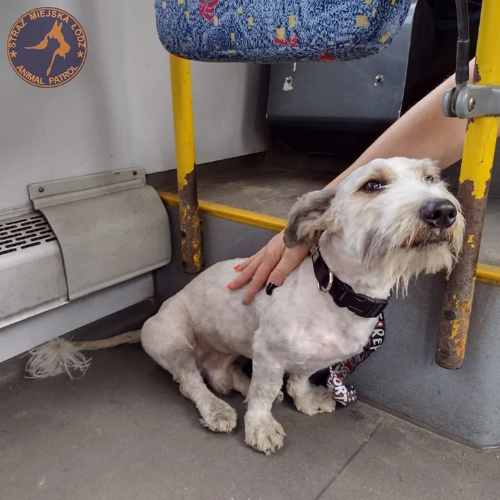 Zagubiony piesek w autobusie MPK Łódź