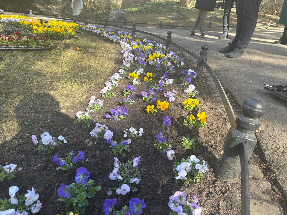 Wiosna zmienia Gdańsk. 60 tysięcy kwiatów i ogromne porządki w całym mieście