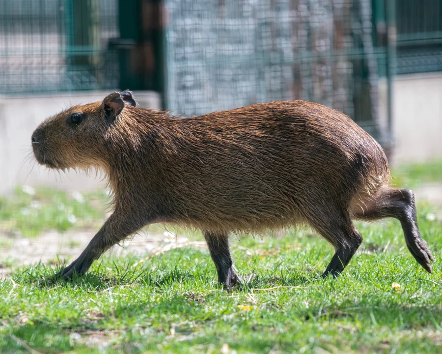 Orientarium Zoo Łódź. Do dwóch samic kapibary dołączył samiec. Czy za jakiś czas stado znów się powiększy? [ZDJĘCIA] - Zdjęcie główne