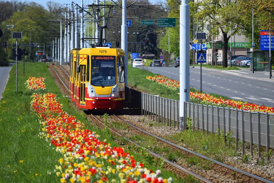 Tulipany na Bałutach