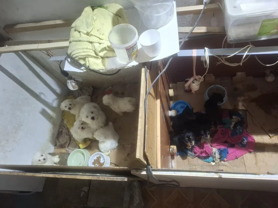 Pseudohodowla w gminie Piątek