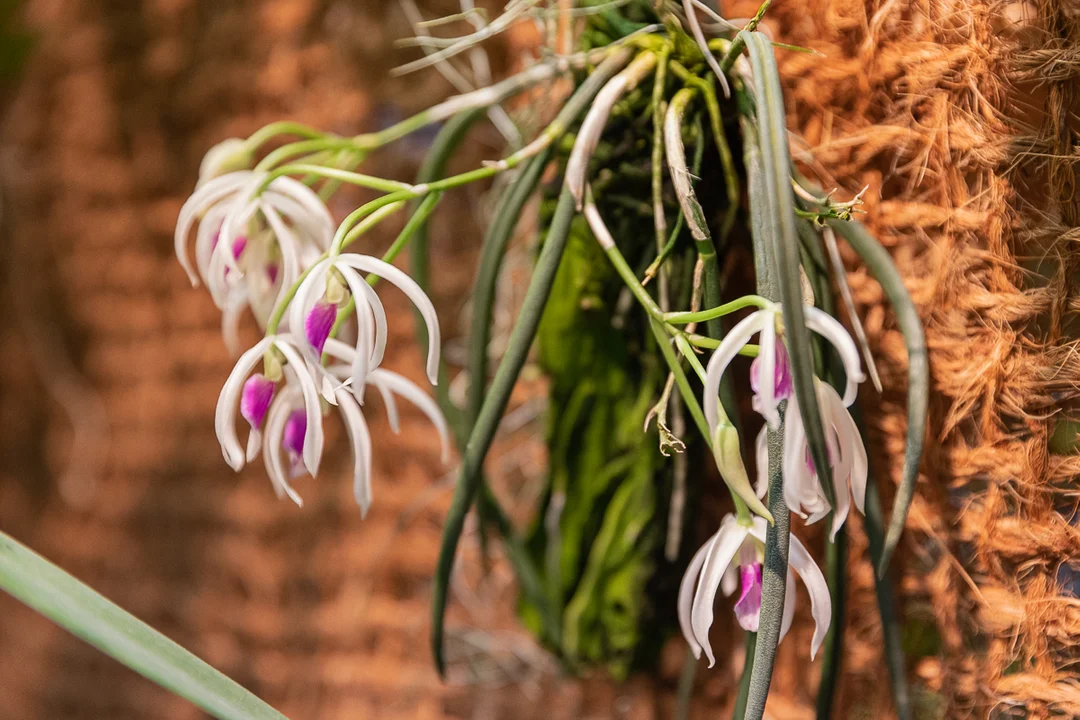 Tajemniczy świat storczyków w Ogrodzie Botanicznym w Łodzi