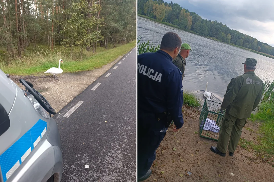 Łabędź chodził po drodze w kierunku kopalni. Życie ptaka było zagrożone [FOTO] - Zdjęcie główne