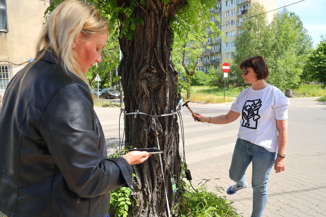 Drzewo runęło na środku drogi - Urząd Miasta Łodzi wydał specjalne zalecenia