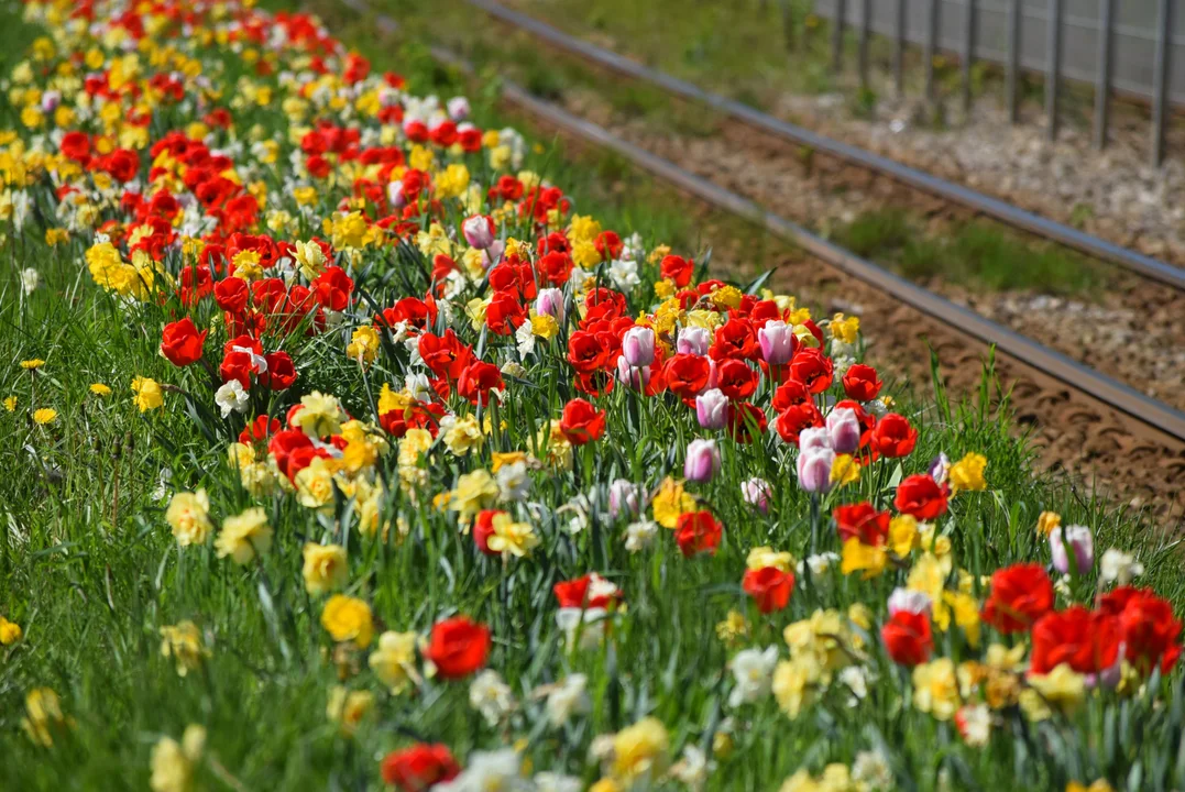 Tulipany na Bałutach