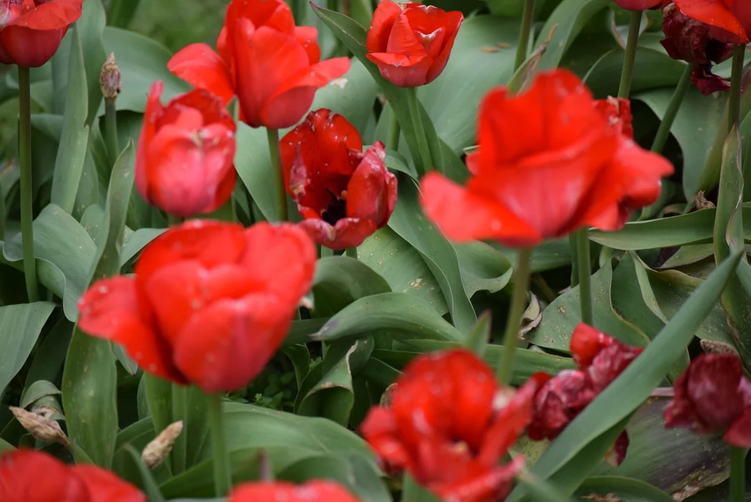 Tulipany w ogrodzie botanicznym