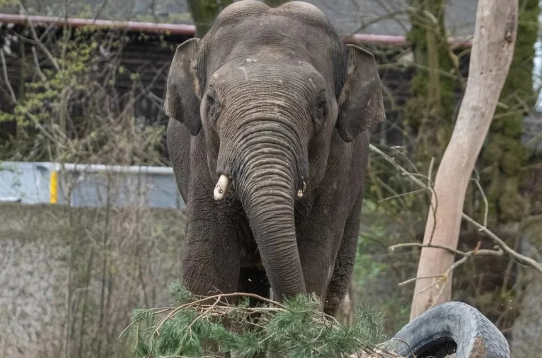 Nowy słoń już jest w łódzkim ogrodzie zoologicznym. Shwe Myarr niebawem dołączy do stada - Zdjęcie główne