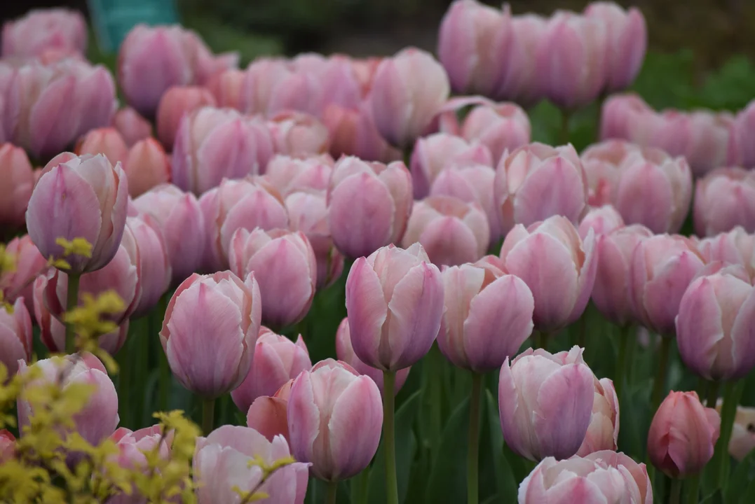 Tulipany w ogrodzie botanicznym