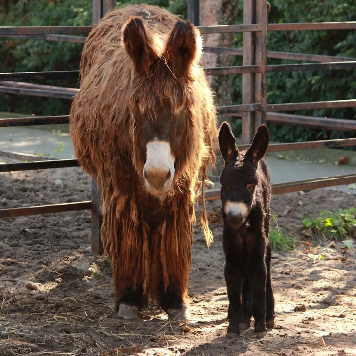 Narodziny oślicy w ZOO Płock