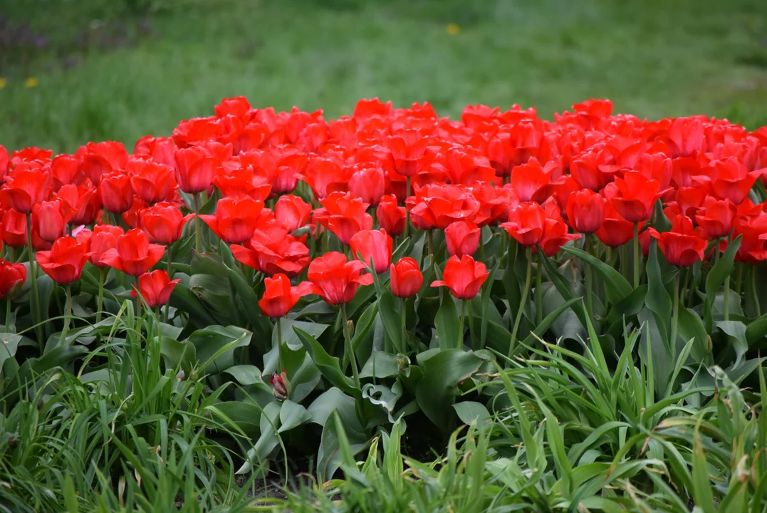 Tulipany w ogrodzie botanicznym