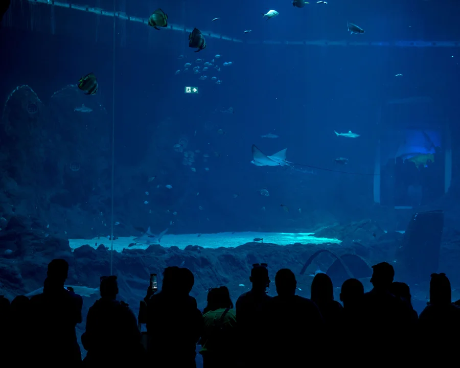 Rekiny w Orientarium ZOO Łódź