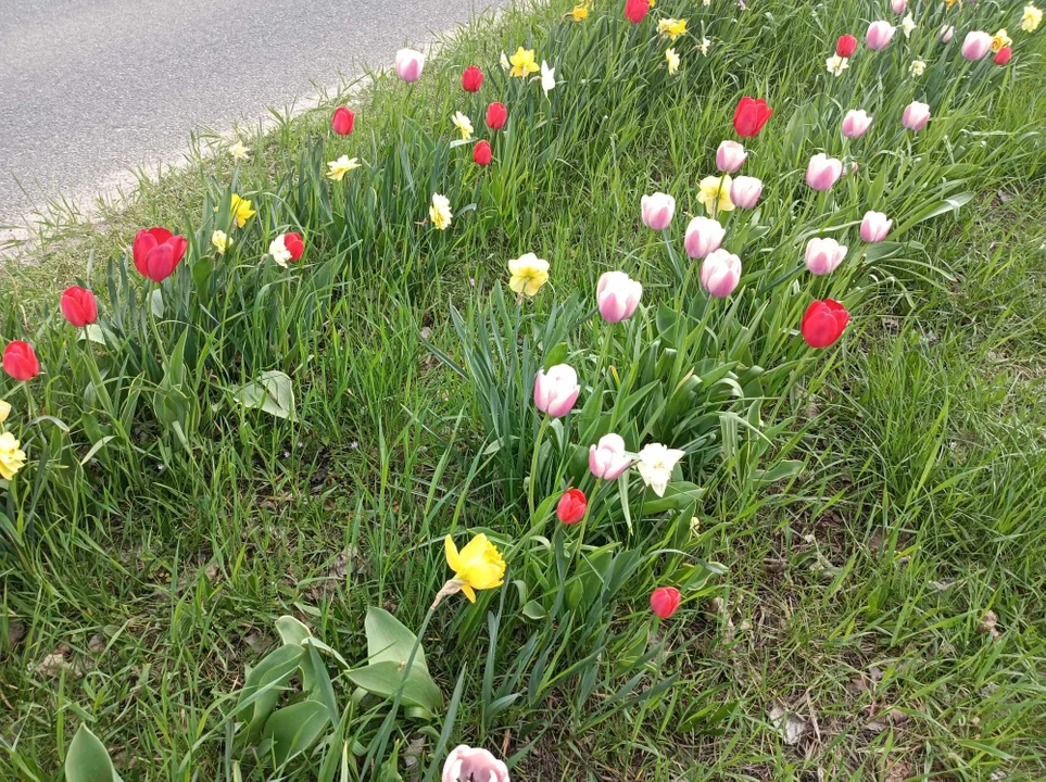 Tulipany na Balutach i w botaniku