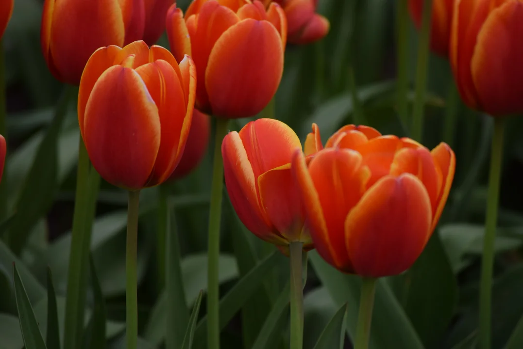 Tulipany w ogrodzie botanicznym