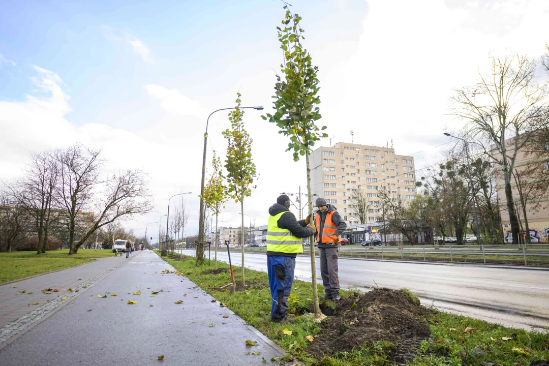 Nowe nasadzenia na Górnej