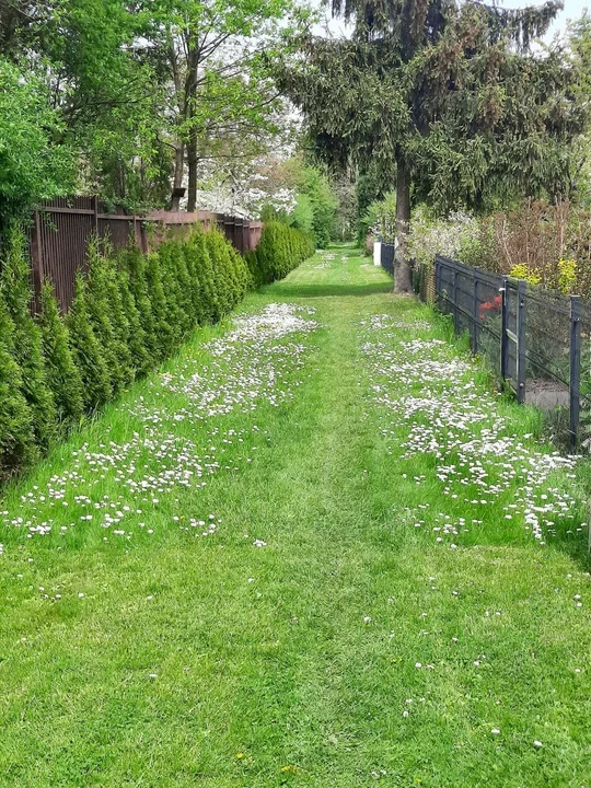 Ogródki działkowe to zielone, piękne enklawy miast