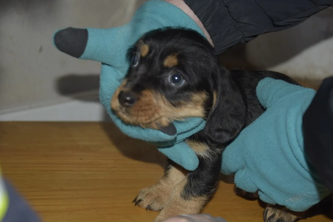 Nielegalna hodowla: W złych warunkach przetrzymywanych było 47 zwierząt (ZDJĘCIA) - Zdjęcie główne