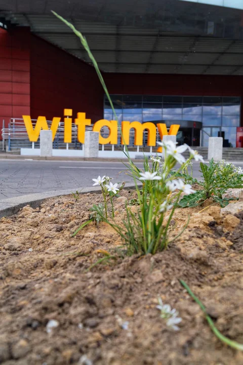 Port Łódź stawia na naturę bez filtrów
