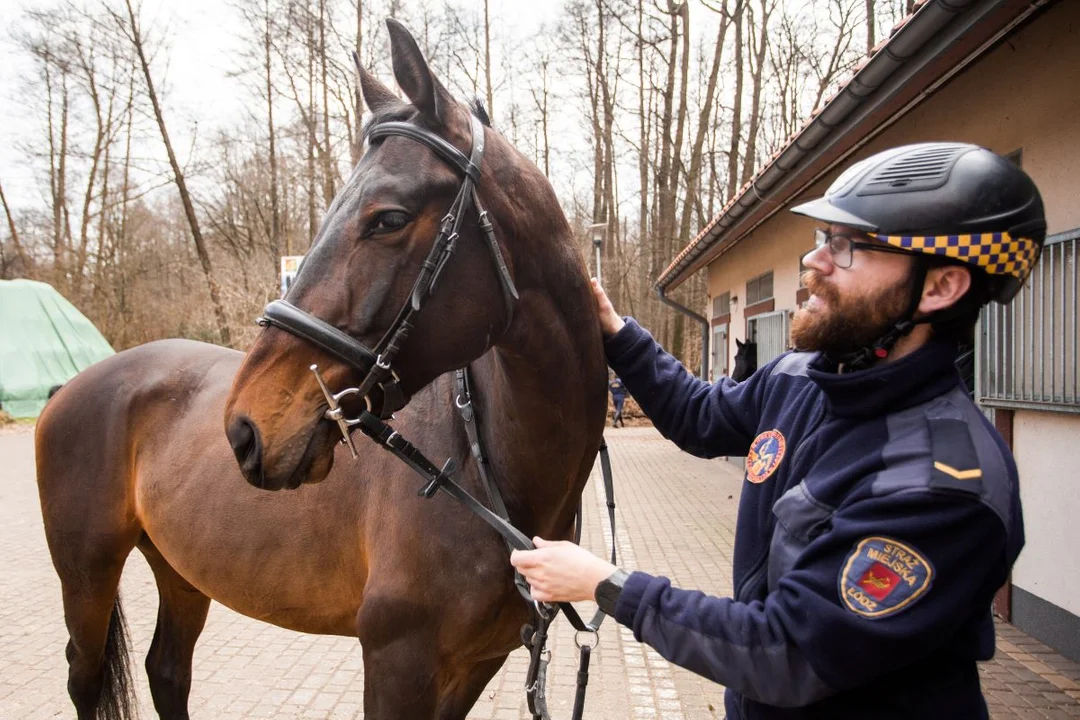 Straż Miejska ma kolejnego pracownika. To odważny i towarzyski "gość" - Zdjęcie główne