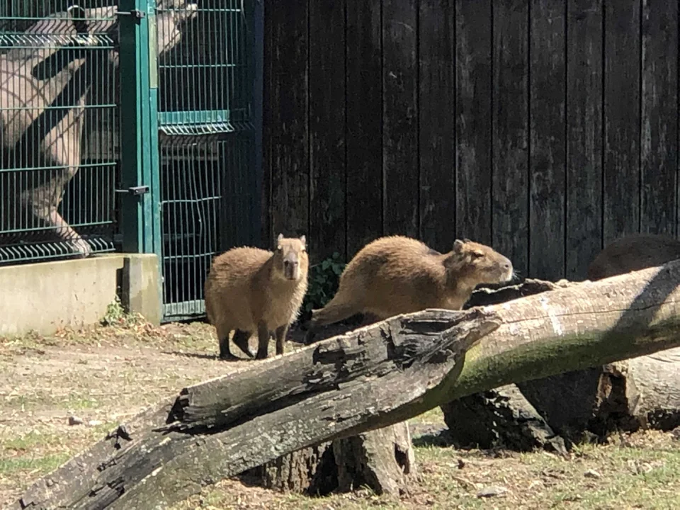 Dzień kapibary w łódzkim Orientarium